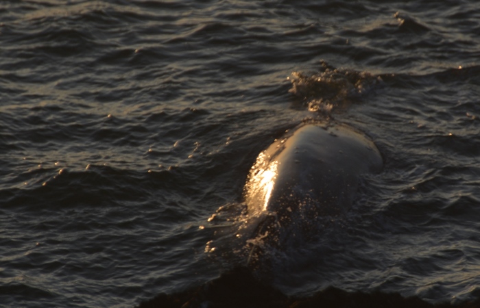 gray whale sighting